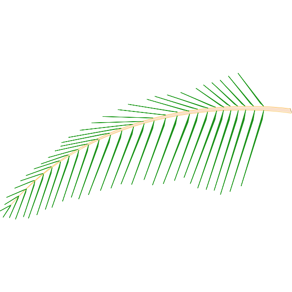 SVG Leaf of Coconut Tree