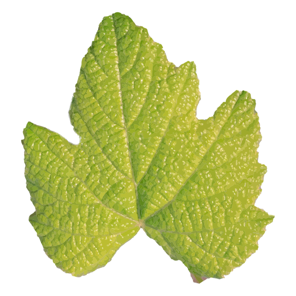 SVG Leaf without a stem