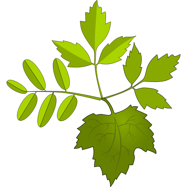 SVG Leaves