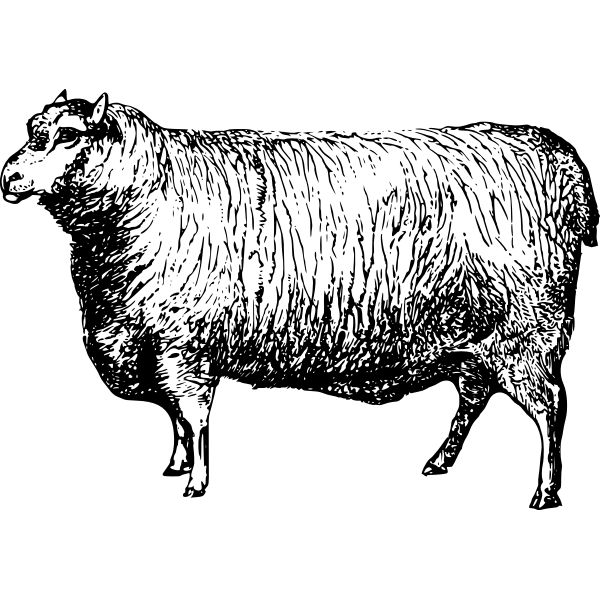 SVG Leicester sheep