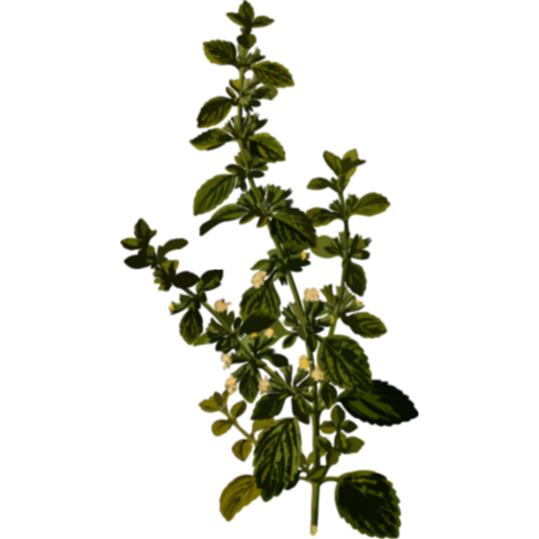 SVG Lemon balm vector image