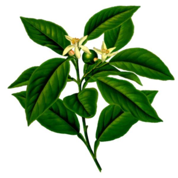 SVG Lemon tree branch