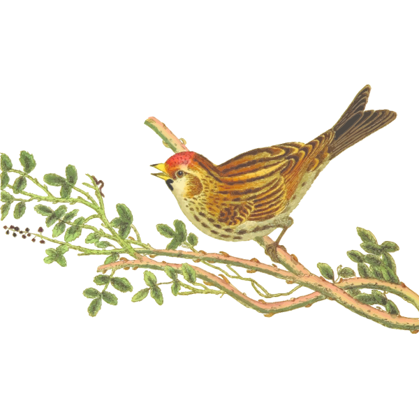 SVG Lesser redpoll on a tree branch clip art