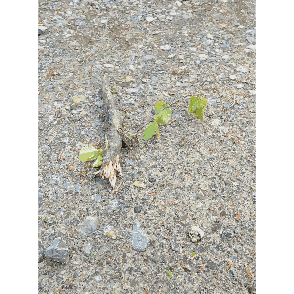 SVG Lichtscheid Forest Again 1 2015071513