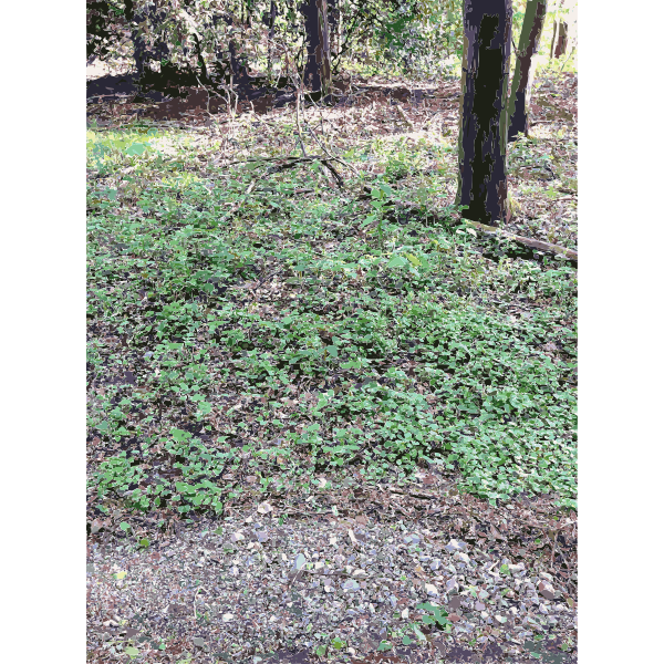 SVG Lichtscheid Forest Again 1 2015071527
