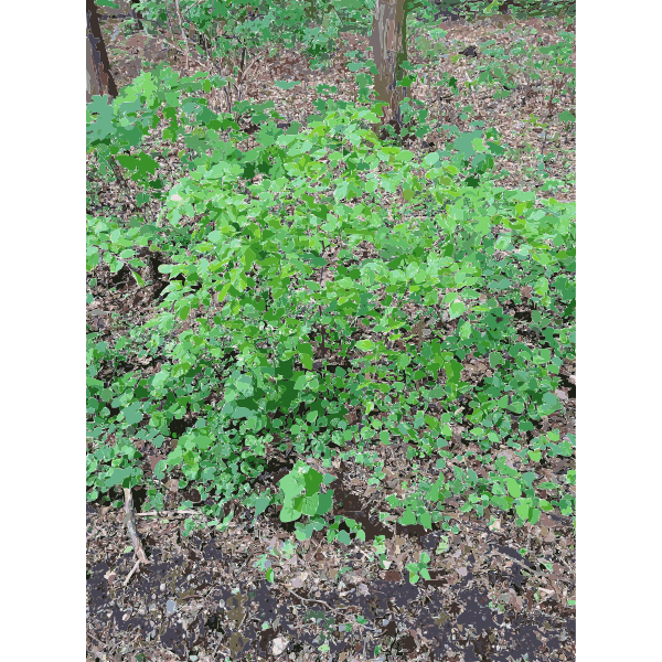 SVG Lichtscheid Forest Again 1 2015071534