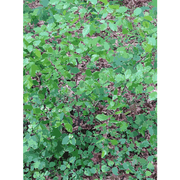 SVG Lichtscheid Forest Again 2 2015071534
