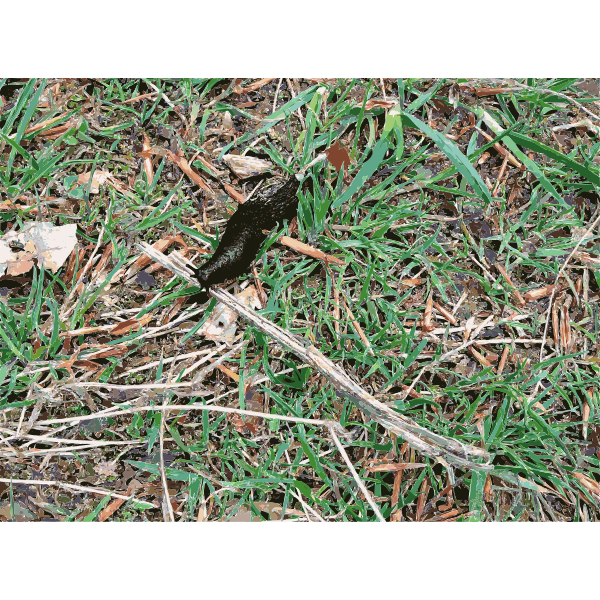 SVG Lichtscheid Forest Again 2015071546