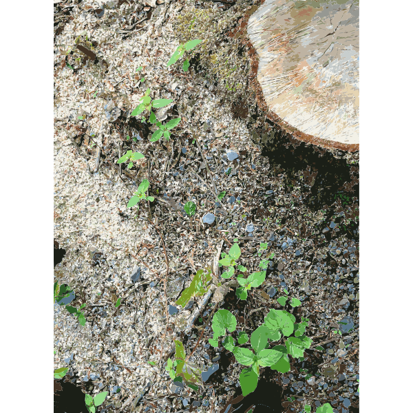 SVG Lichtscheid Forest Again 4 2015071513