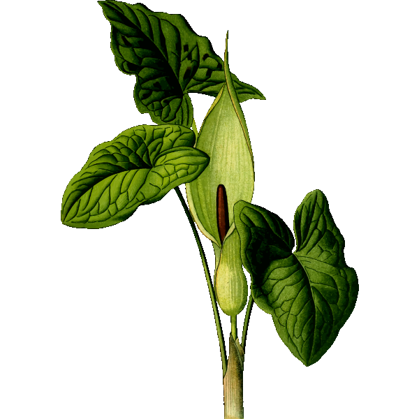 SVG Lilly plant