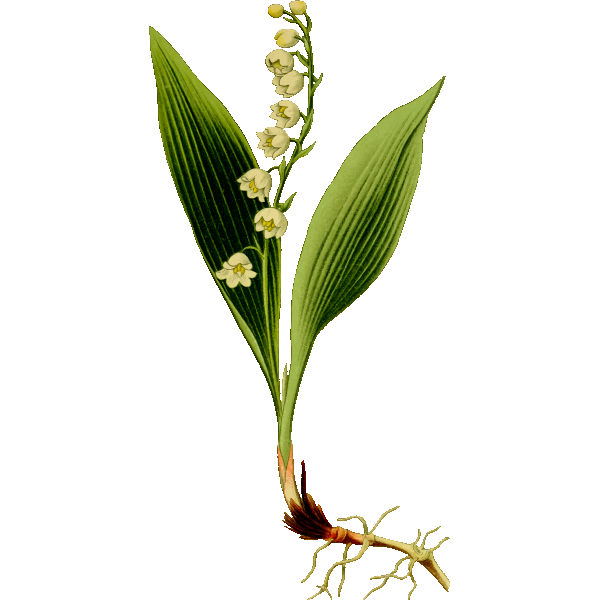 SVG Lily of the valley