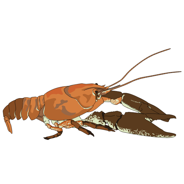 SVG Lobster