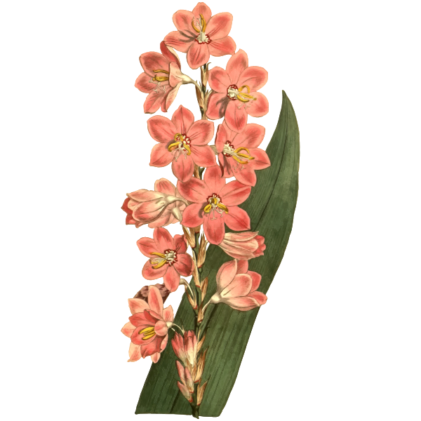 SVG Long spiked watsonia