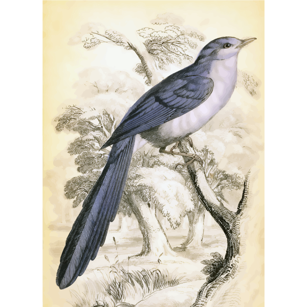 SVG Long tail bird on a tree branch vector image