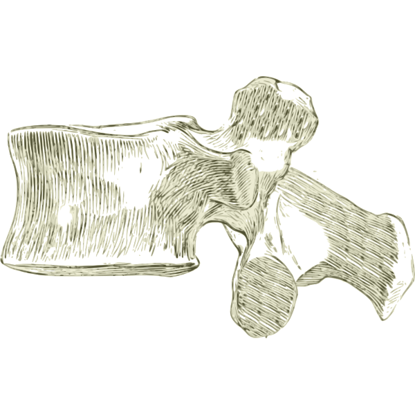SVG Lumbar bones