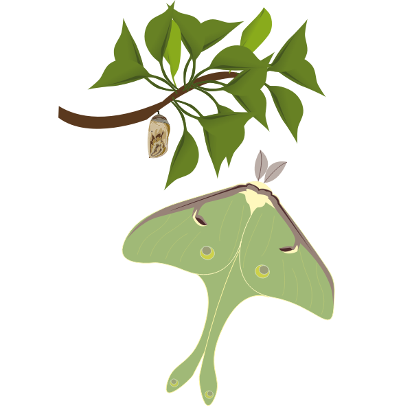 SVG Luna moth