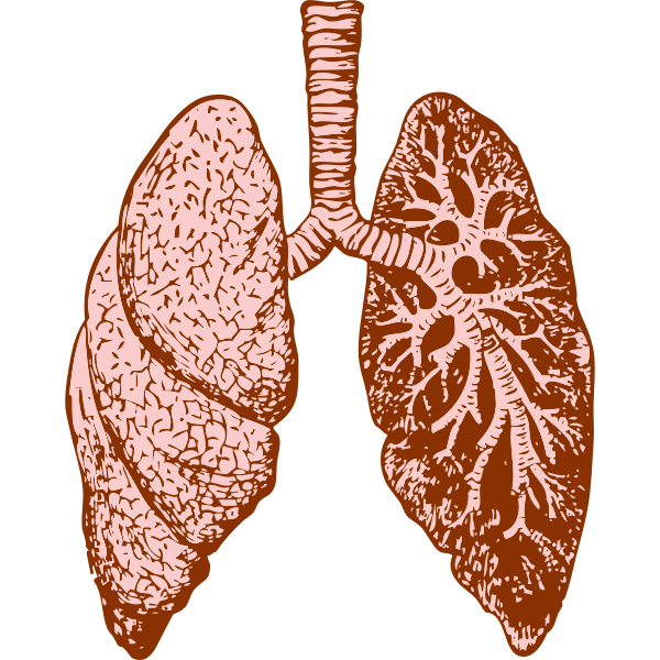 SVG lungs