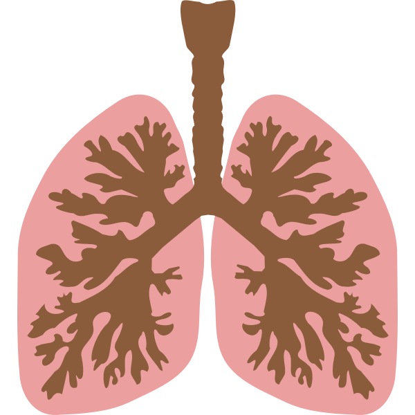 SVG Lungs and bronchus