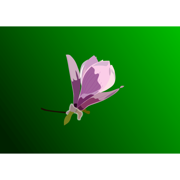 SVG Magnolia vector drawing