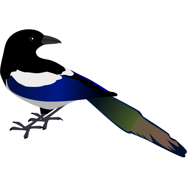 SVG Magpie bird vector image
