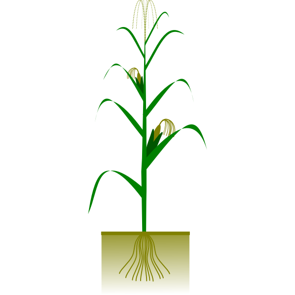 SVG Maize plant