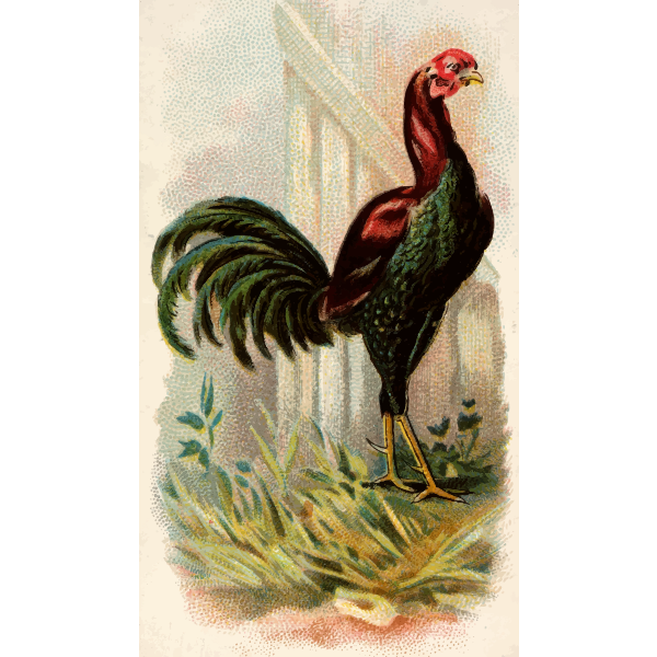 SVG Malay rooster
