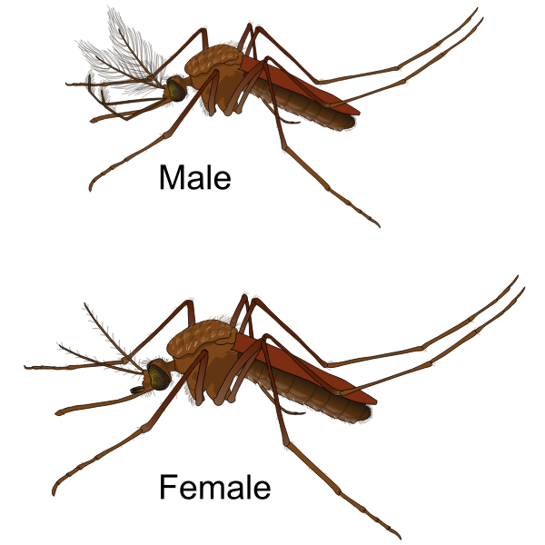 SVG Male and Female Mosquito