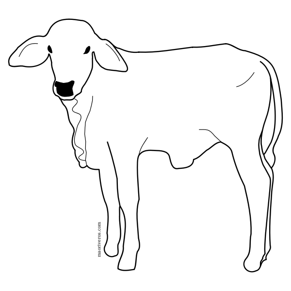 SVG Male calf line art vector image