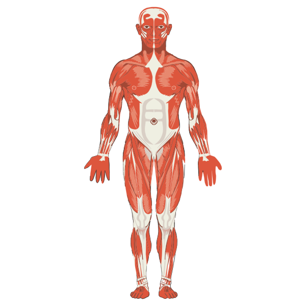 SVG Male musculature