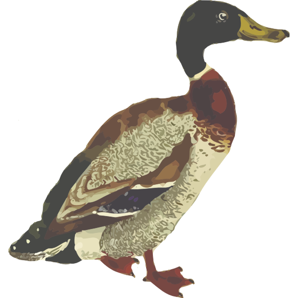 SVG Mallard bird in full color graphics