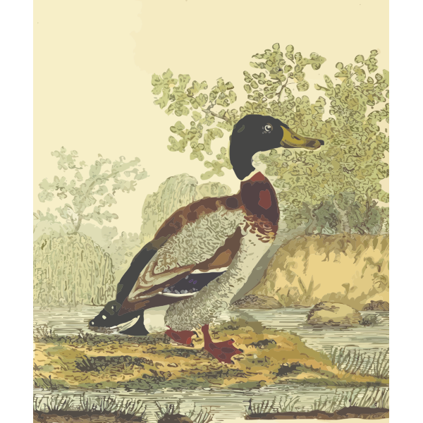 SVG Mallard bird in nature clip art