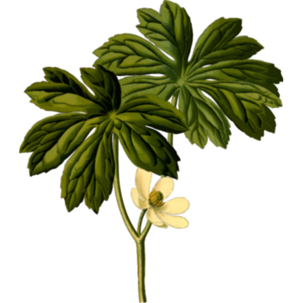 SVG Maple flowers and leaves