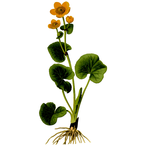 SVG Marsh marigold