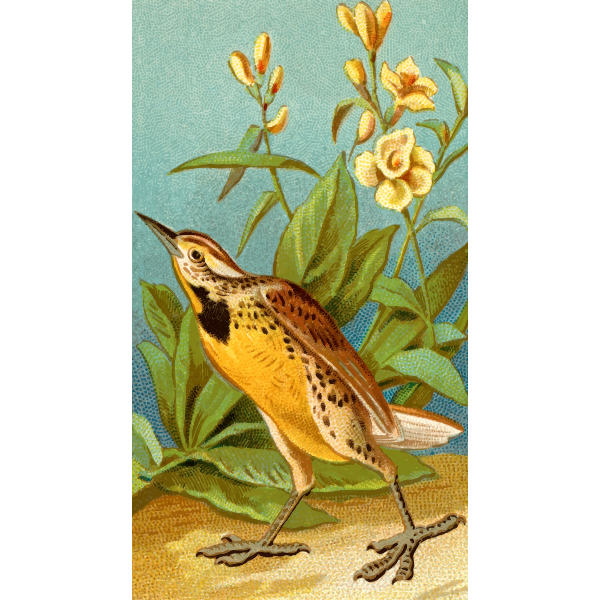 SVG Meadow lark