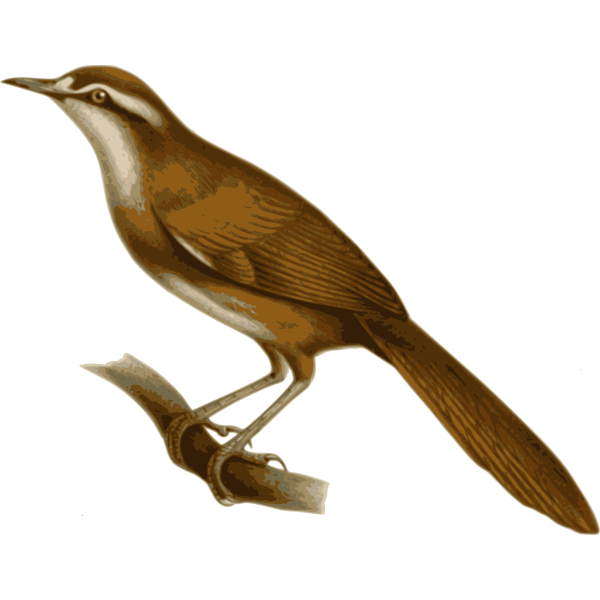 SVG Megalurulusmariei