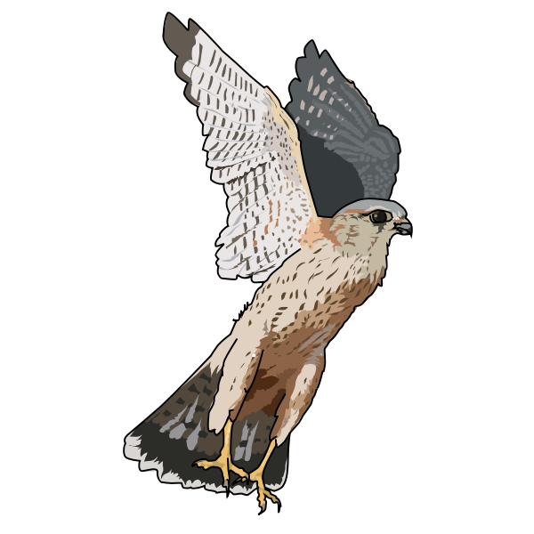SVG Merlin falcon vector illustration