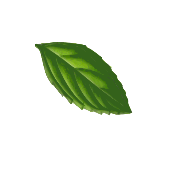 SVG Mint Leaf traced
