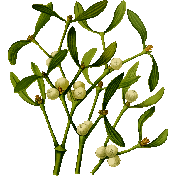 SVG Mistletoe vector image