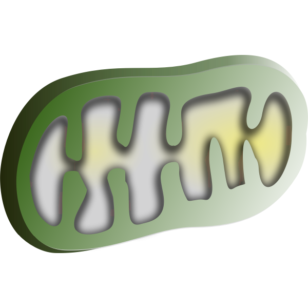SVG mithochondrion