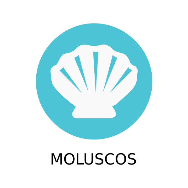 SVG Mollusks