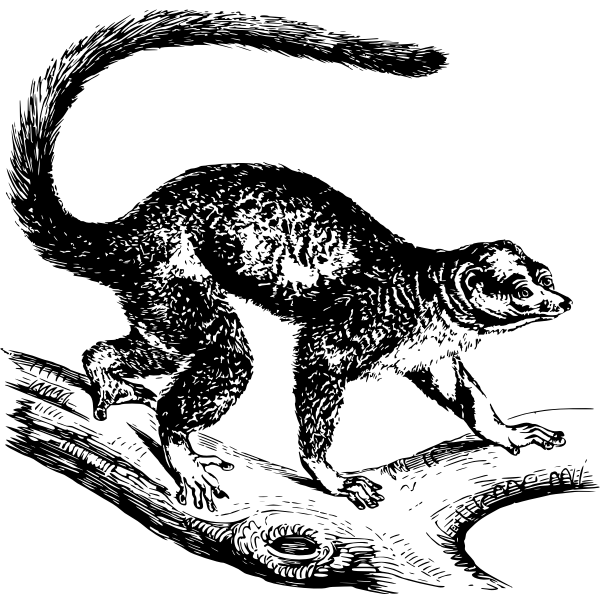 SVG Mongoose lemur
