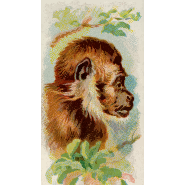 SVG Monkey039s profile