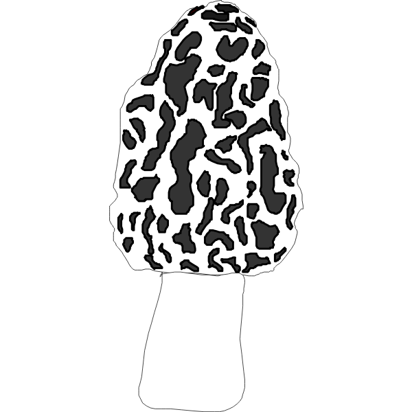 SVG Morel