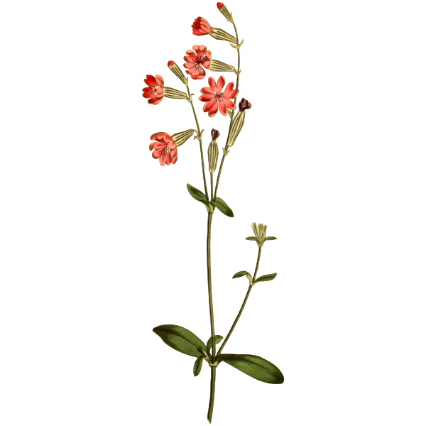 SVG Morocco catchfly