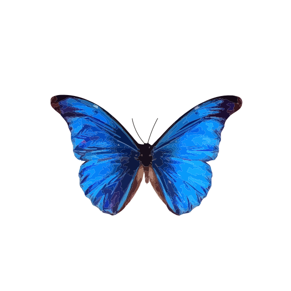 SVG Morpho rhetenor