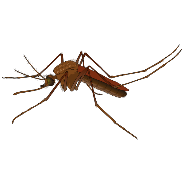 SVG Mosquito-1574086665