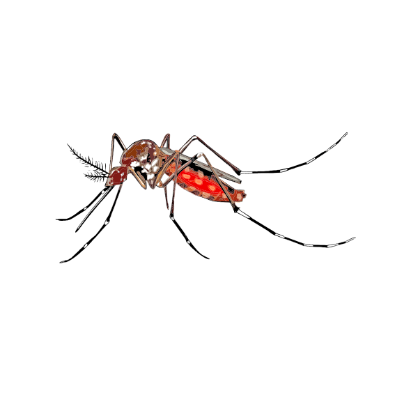 SVG Mosquito image
