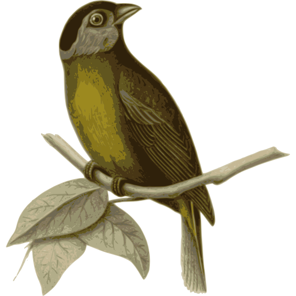SVG Moss-backed tanager