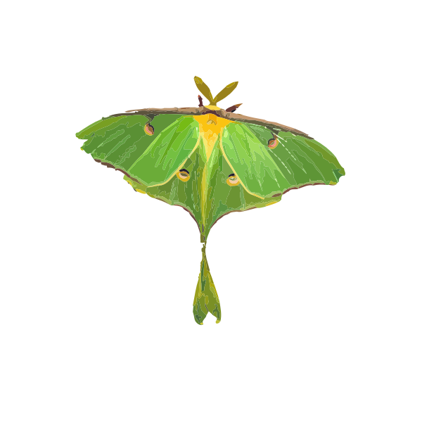 SVG Moth illustration