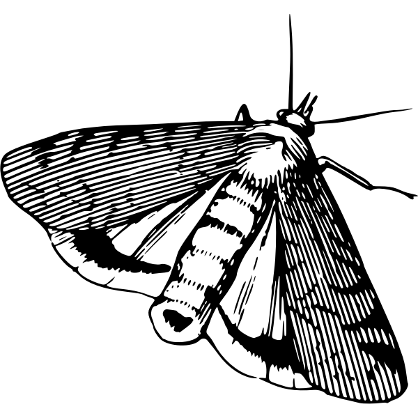 SVG Moth in black and white